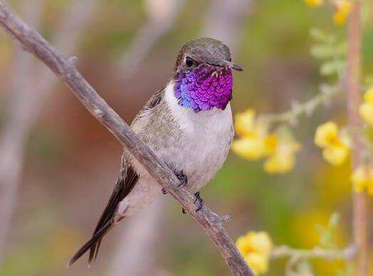 abcbirds.org