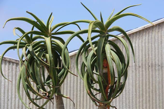 sgplants.com