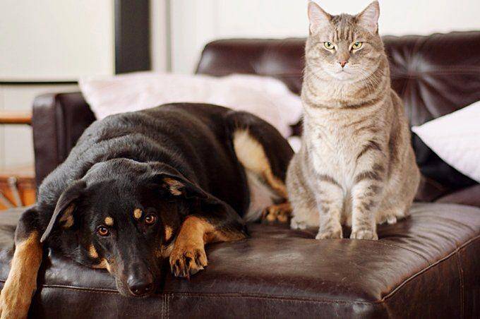 cattime.com