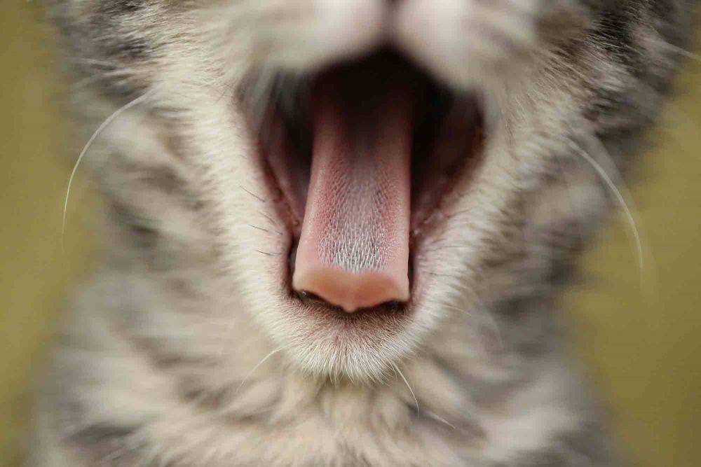 animalkind.com
