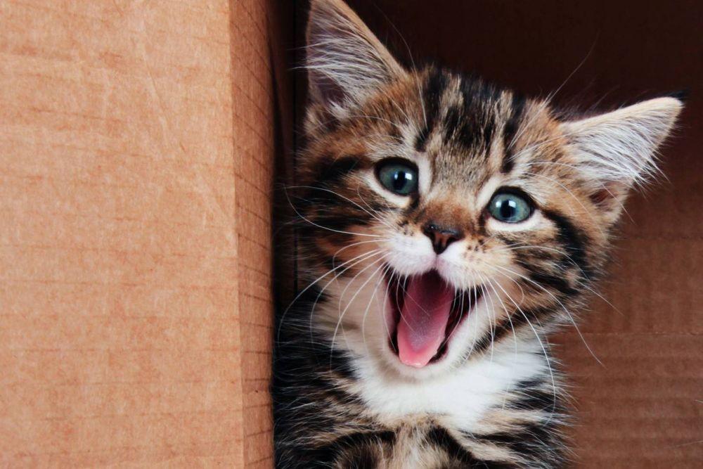 Sisir Unik Ini Terinspirasi dari Lidah Kucing loh, Tertarik Mencoba?