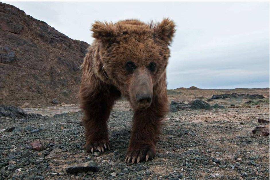 bearconservation.org.uk