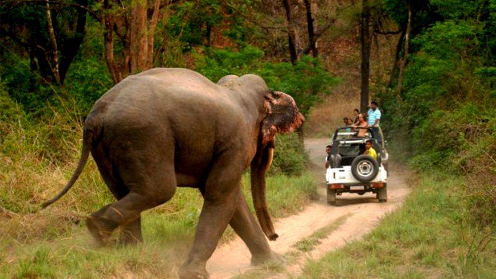 wildelephantvideo.com