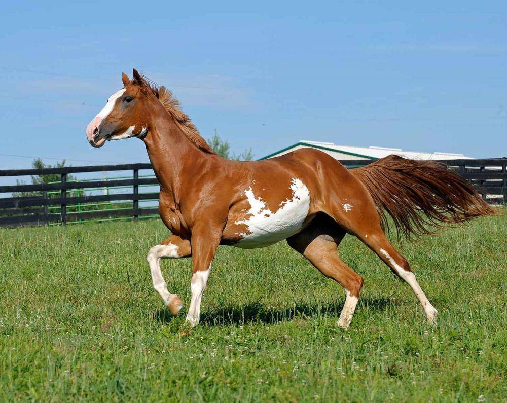 thehorse.com