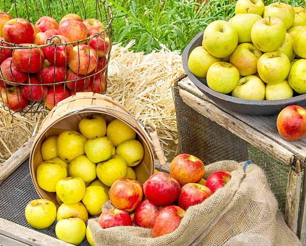 goodfruit.com