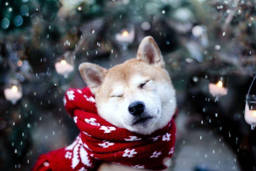 wikidog.cz