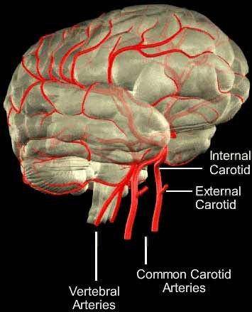 strokecenter.org