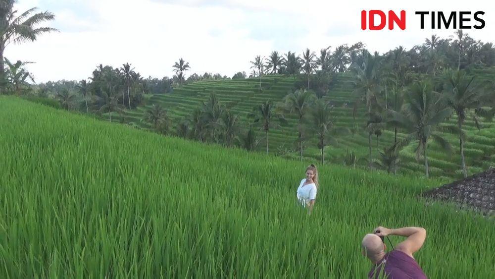 Jadi Polemik, Warisan Budaya Dunia Subak Jatiluwih Diusulkan Dicabut?