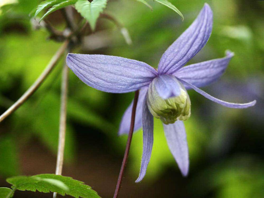 worldoffloweringplants.com