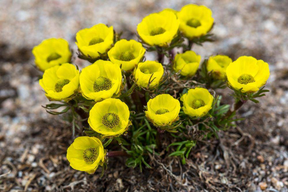 flickr.com/rockynps