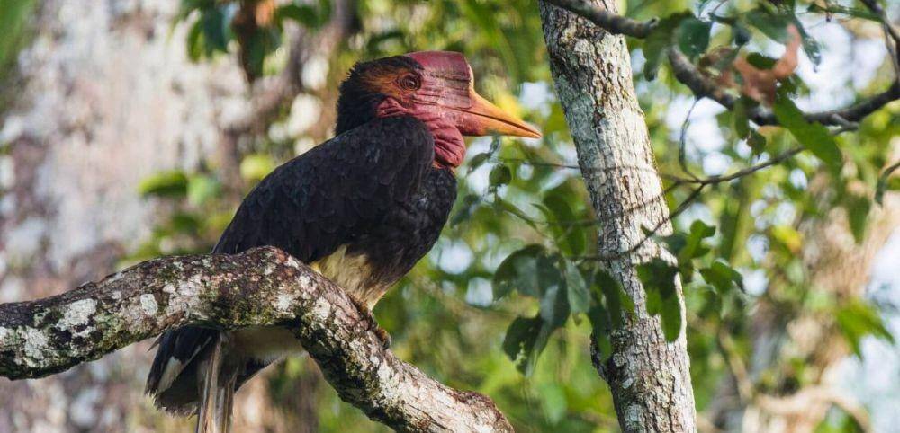 birdlife.org