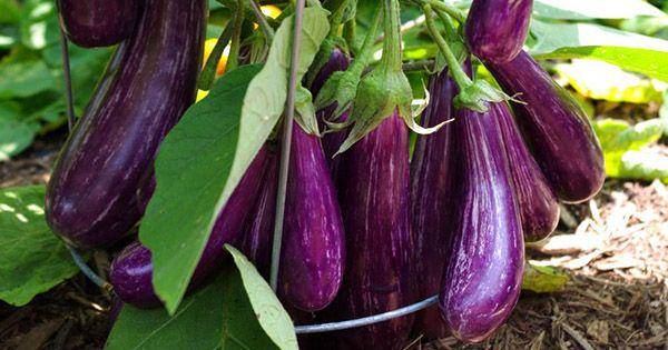 nature-and-garden.com