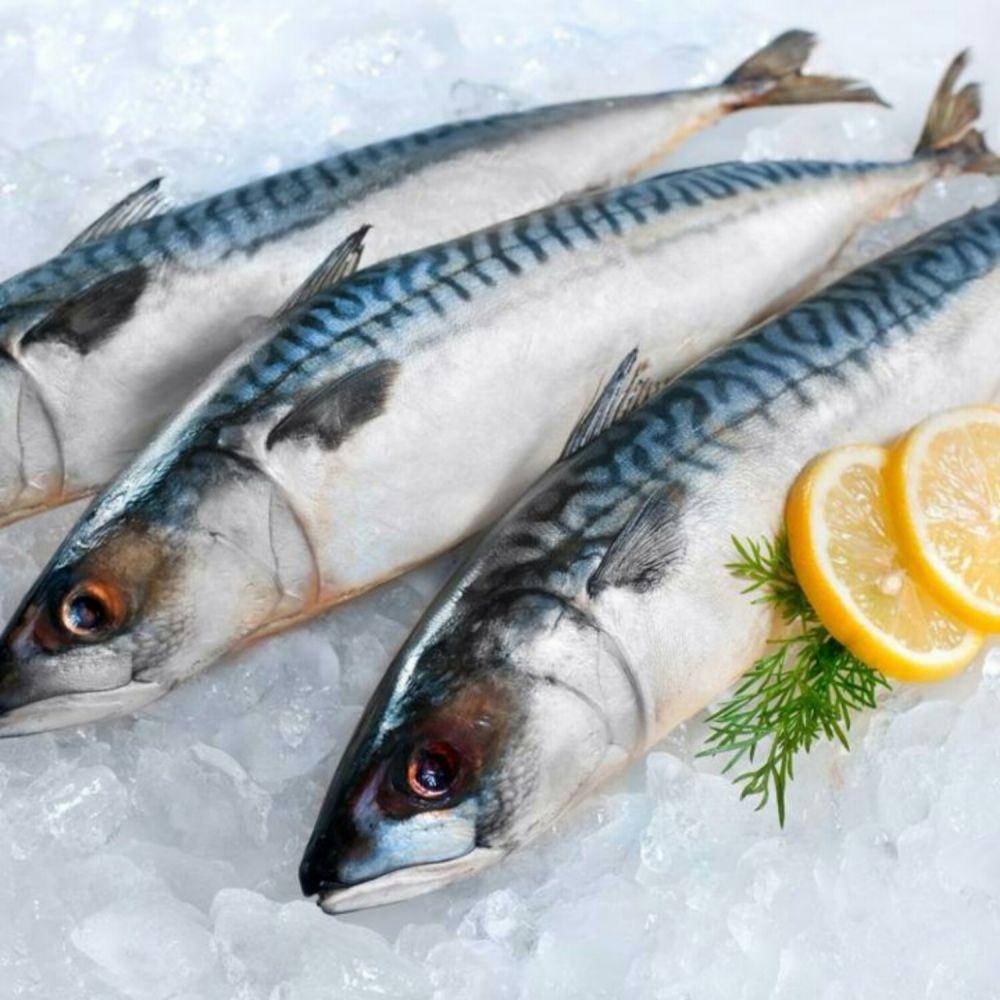 gimlifish.com