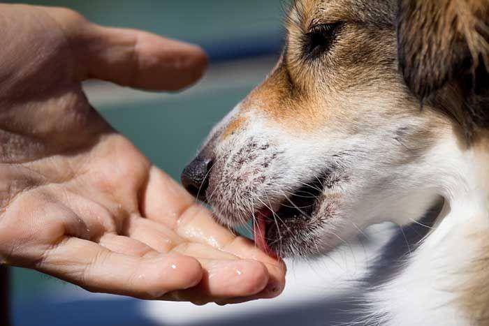 allergytodogs.net