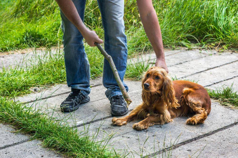 simplyfordogs.com