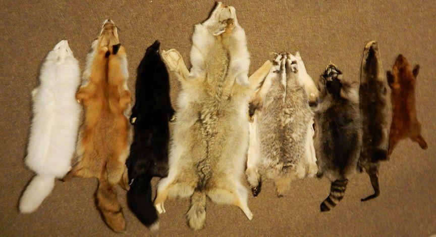 10 Fakta Eksploitasi Bulu Hewan di Dunia, Mereka Benar-benar Disiksa!