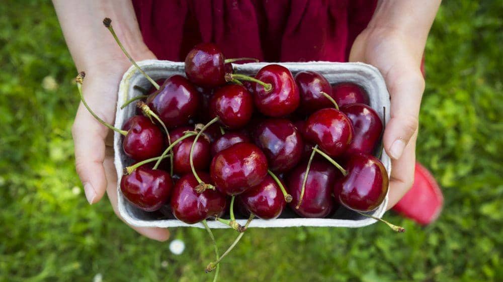 5 Manfaat Buah Ceri untuk Kesehatan