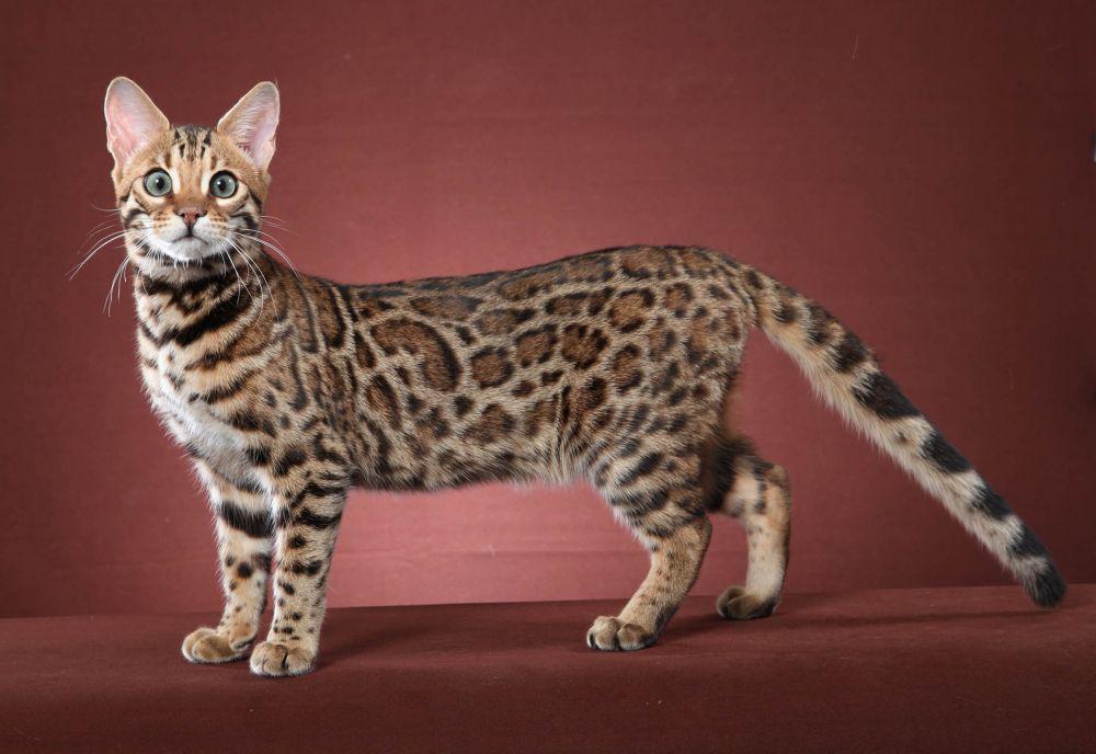 6 Ras Kucing Hibrida Paling Populer yang Eksotis Banget