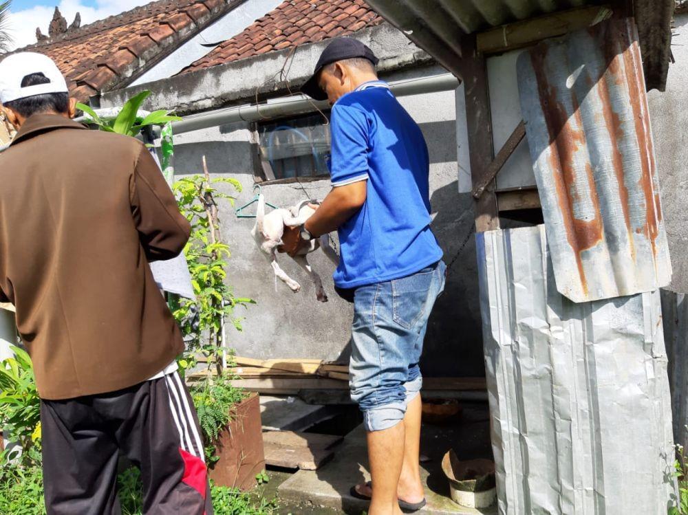 Anjing Betina Kembali Gigit 3 Warga di Klungkung