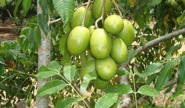 5 Manfaat Menakjubkan Buah Kedondong, Si Kecut yang Segar
