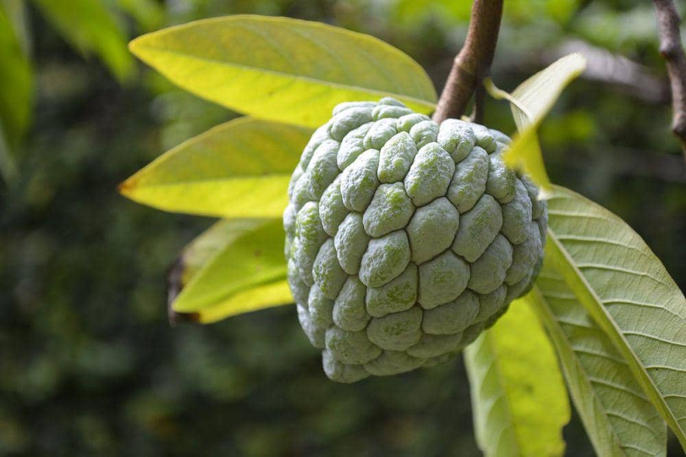 5 Tips Mengolah Buah Srikaya Menjadi Kudapan Lezat