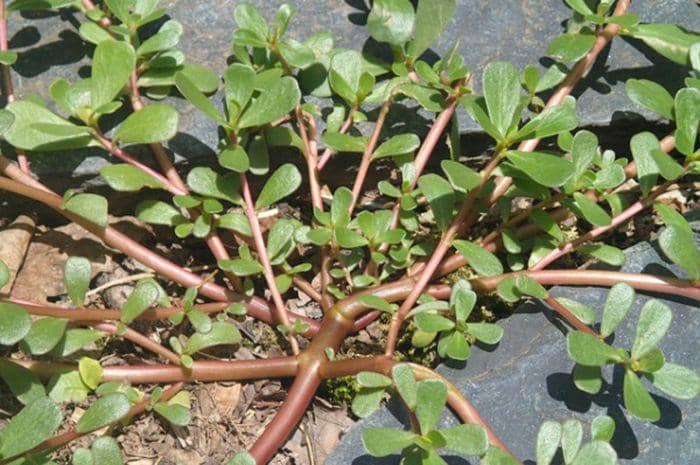 intisari-online.com/afifif