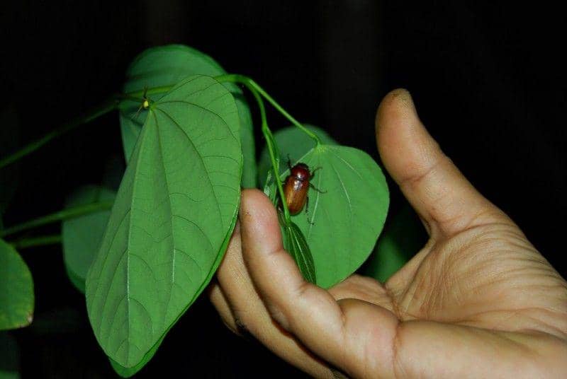 rri.co.id/wahyu wibowo