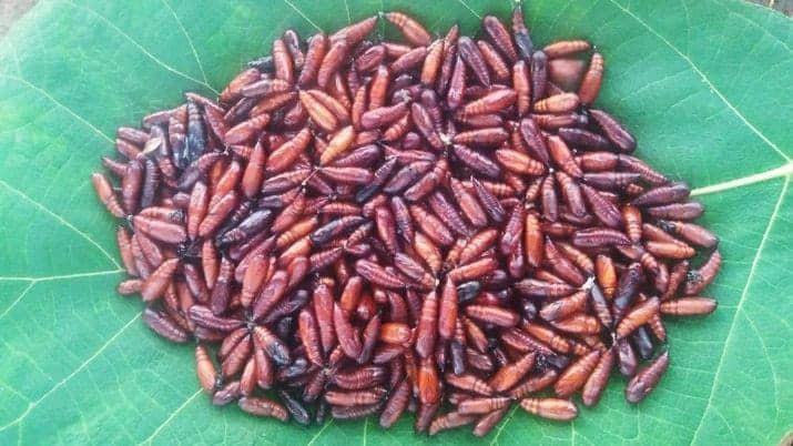 goodnewsfromindonesia