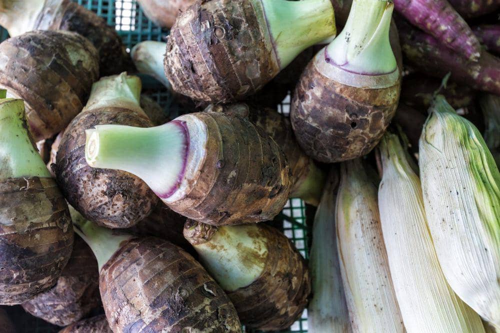 gardeningknowhow.com