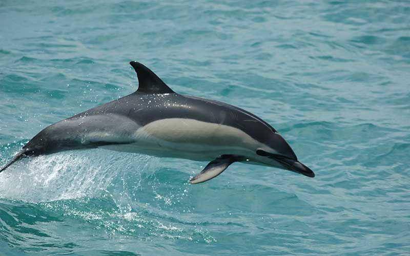 dolphins-world.com