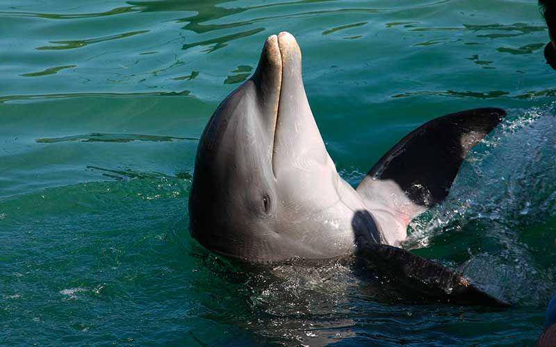 dolphins-world.com