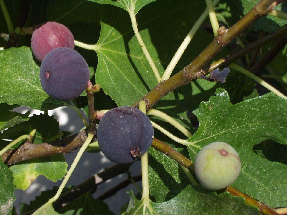 7 Manfaat Buah Tin, Buah yang Namanya Tercatat di Alquran