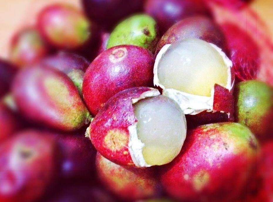 Ilustrasi buah matoa (drhealthbenefits.com)