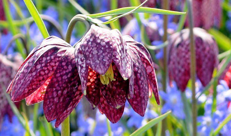 caribbeangardenseed.com
