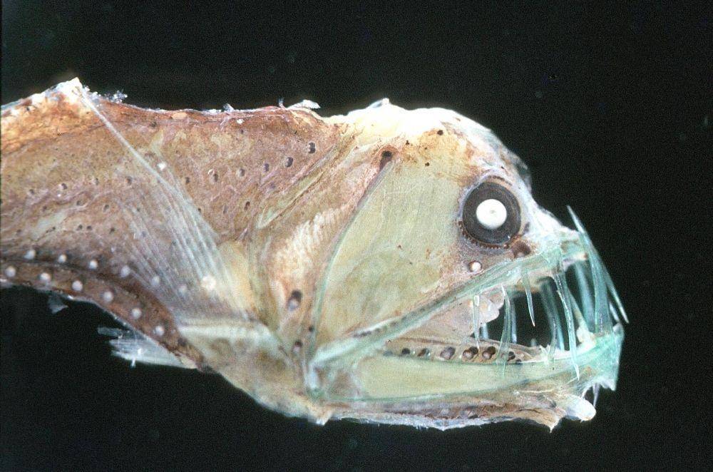 iucnredlist.org
