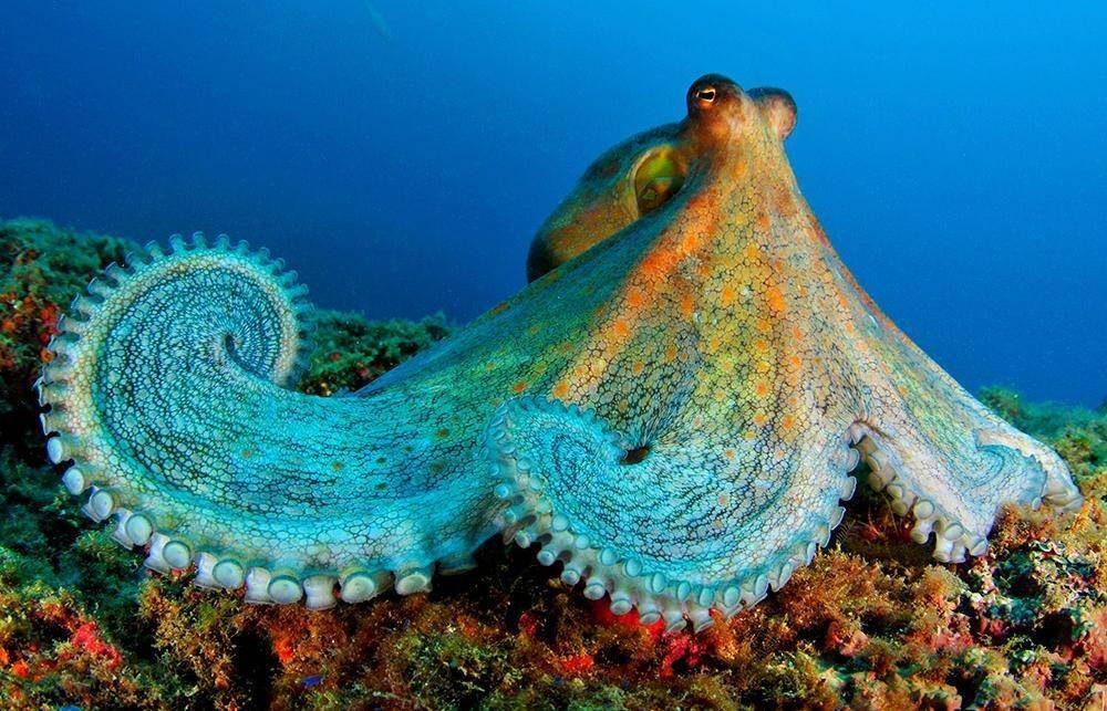 oceana.org