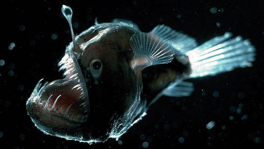 montereybayaquarium.org