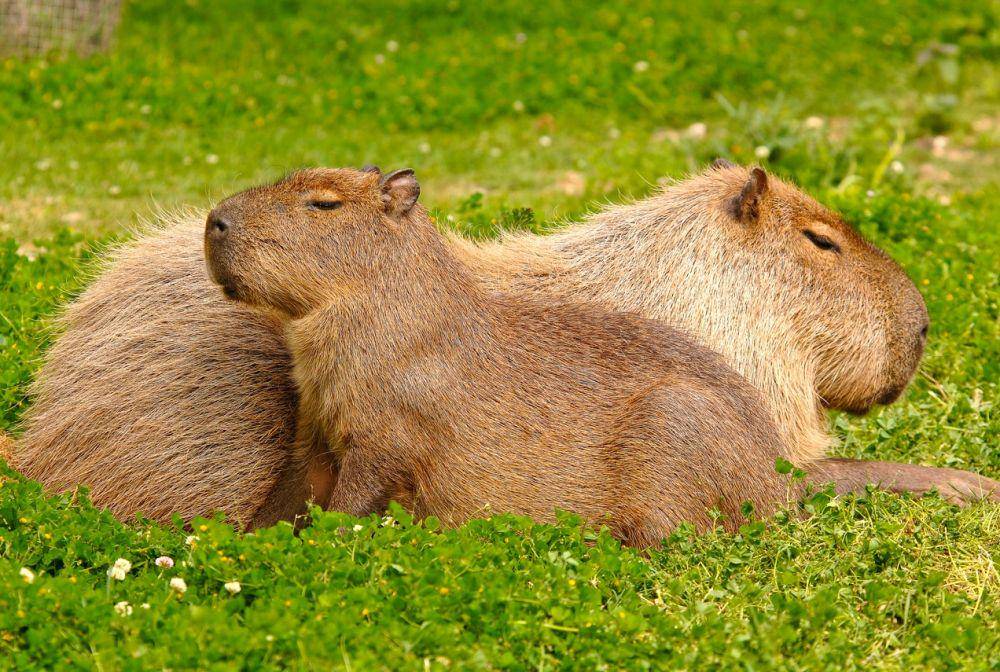 sheprethwildlifepark.co.uk