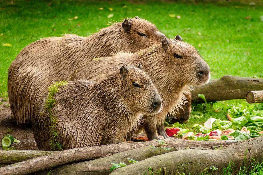 capybara (theverge.com)