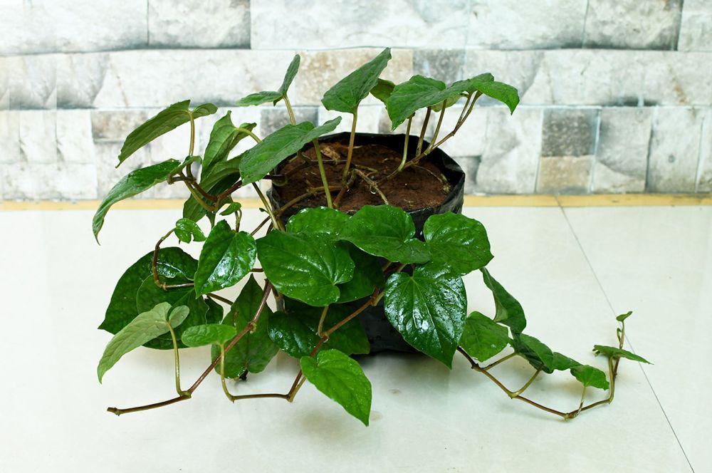 5 Manfaat Daun Sirih untuk Kecantikan, Wajib Tahu!