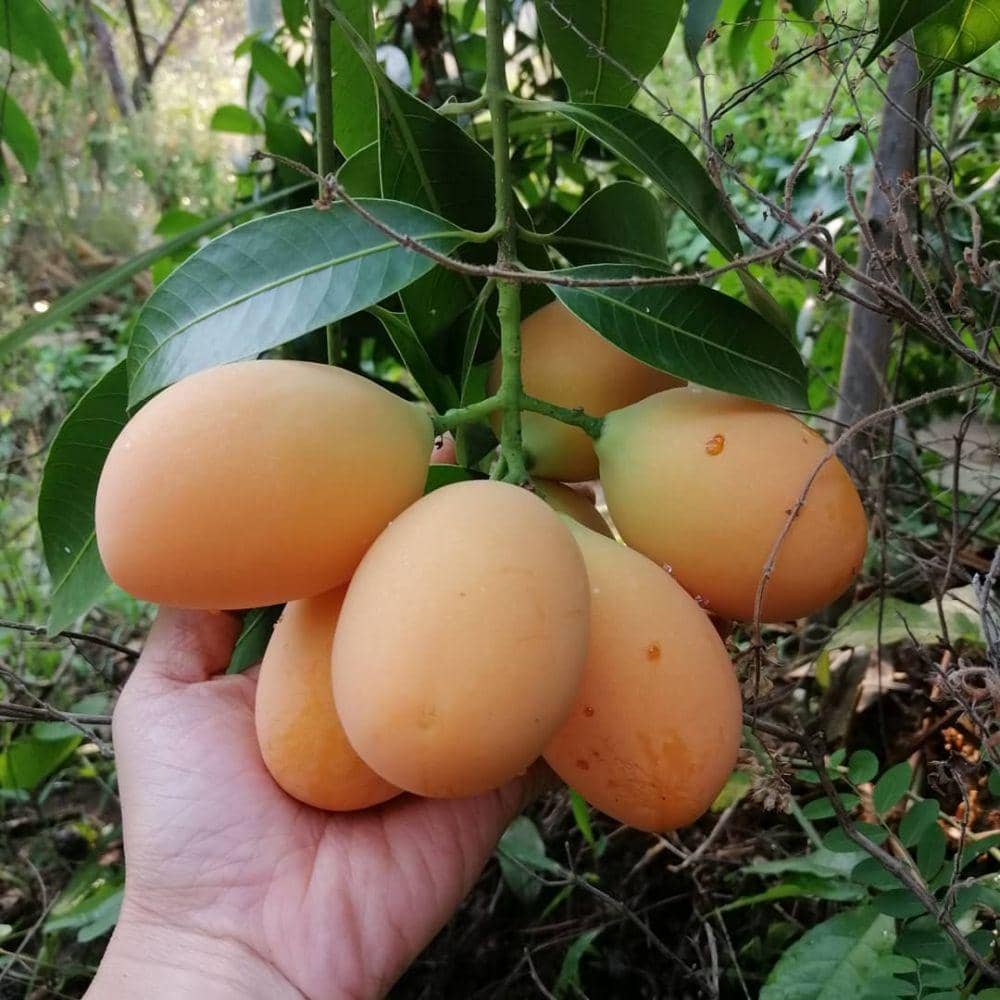 instagram.com/juntinyfarmstay