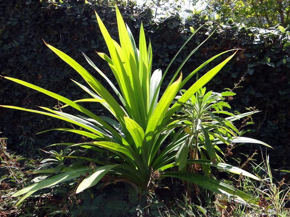 Terkenal Akan Aromanya, Ini 5 Khasiat Daun Pandan Bagi Kesehatan