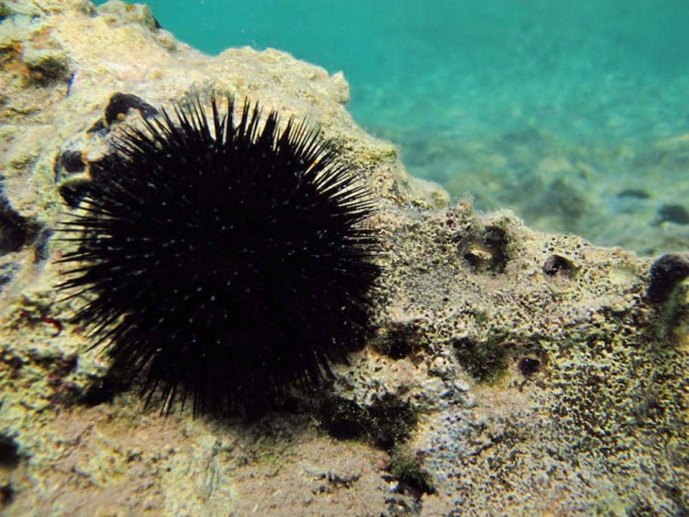 total-croatia-news.com