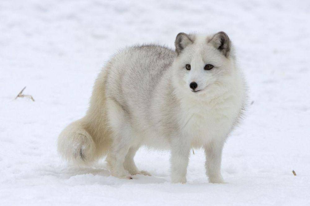animalplanetsthemostextreme.fandom.com