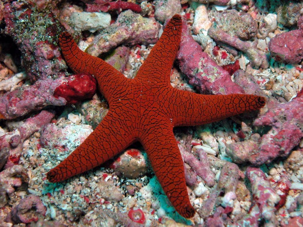 starfish.ch