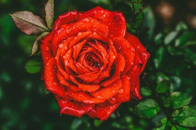 pexels.com/samer daboul