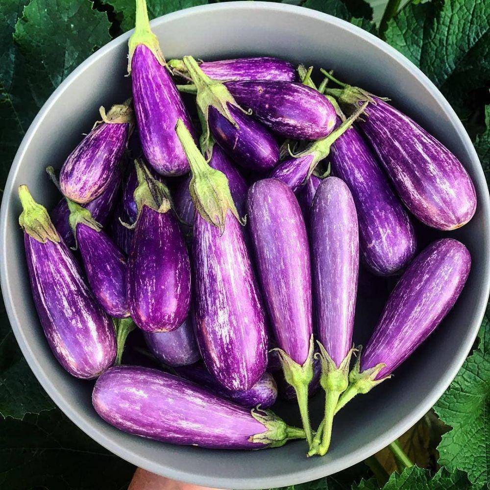 instagram.com/hijaukan.bumi