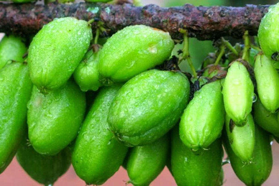 5 Manfaat Belimbing Wuluh untuk Kesehatan, Sudah Tahu?