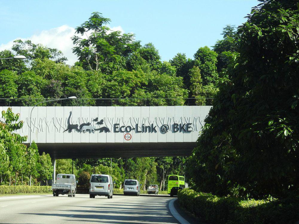 5 Jembatan Unik Ini Dibangun Khusus untuk Satwa Liar, Keren!