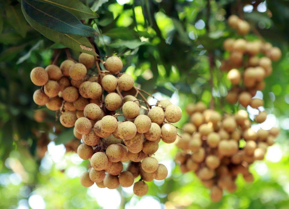 5 Khasiat Tak Terduga Ini Tersimpan dalam Buah Kelengkeng